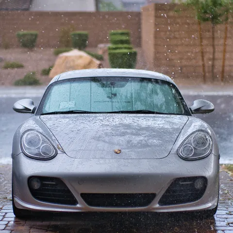Cayman on a wet brick driveway, monsoon season