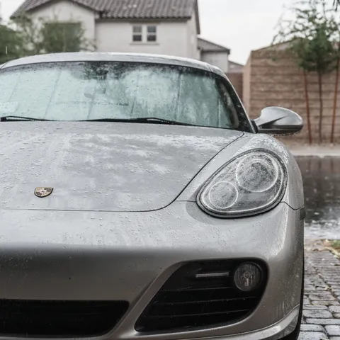 Rain-beaded Cayman, head on